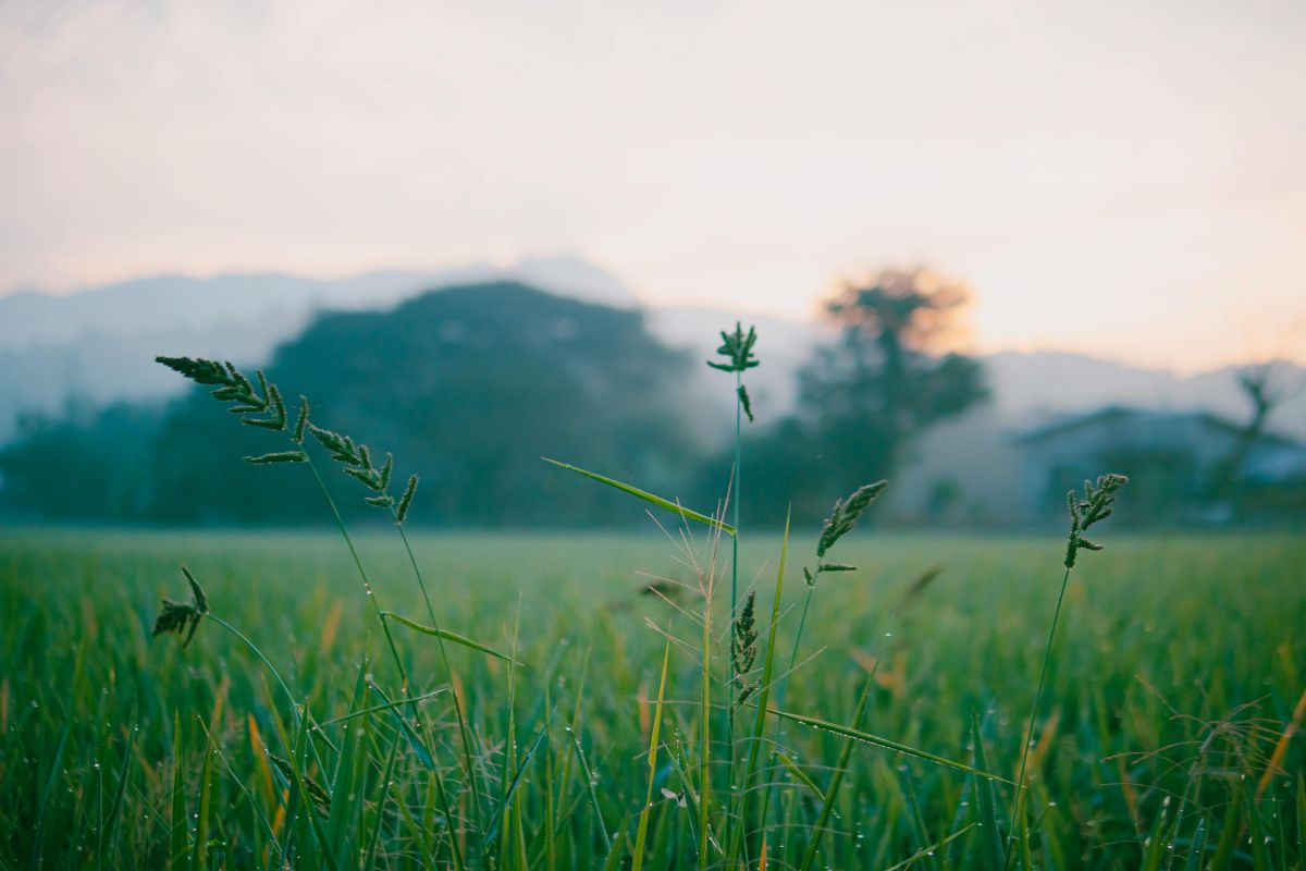 Podmokła łąka w obszarze Natura 2000 o świcie